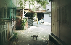 いつも逃げる猫