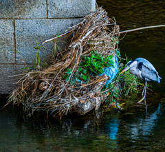 冬はカバー撃ち