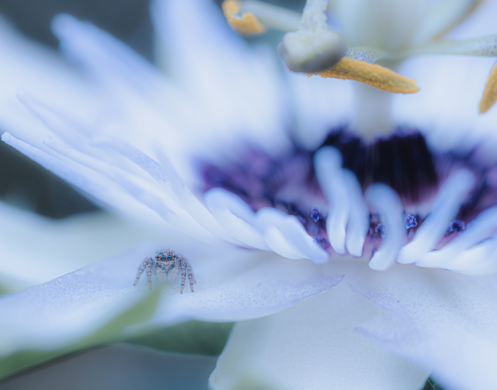 花弁の上にちょこんとハエトリグモ