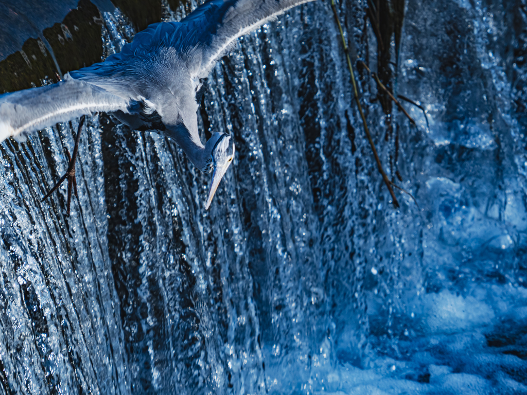 獲物目掛けて飛び込むアオサギ