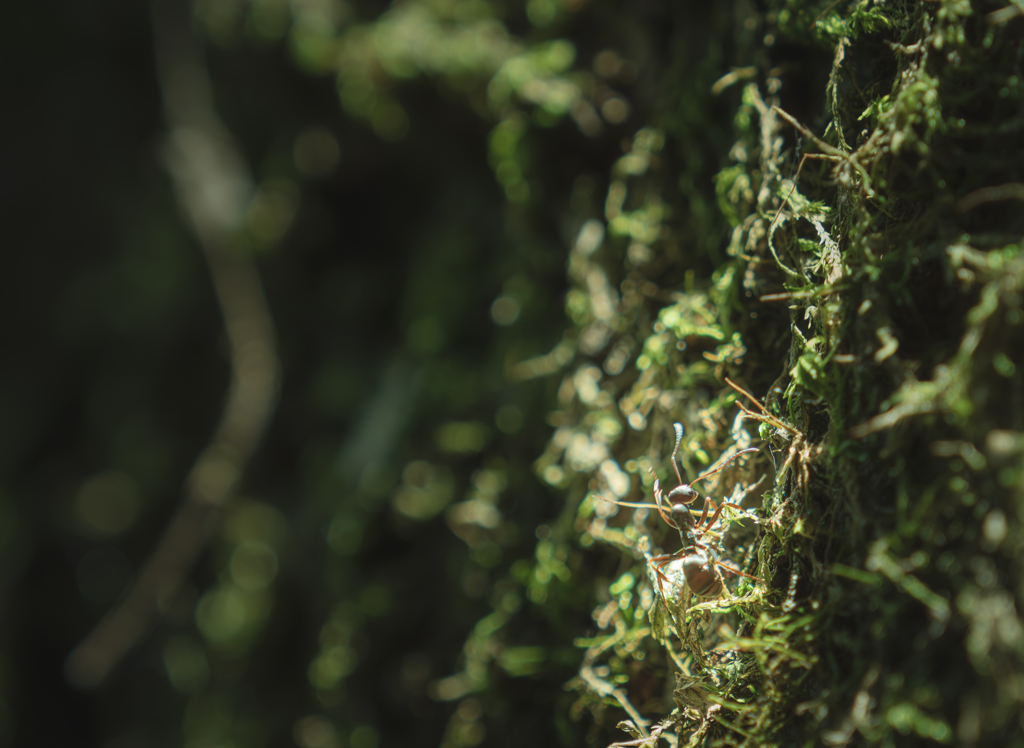 木を登るアリンコ