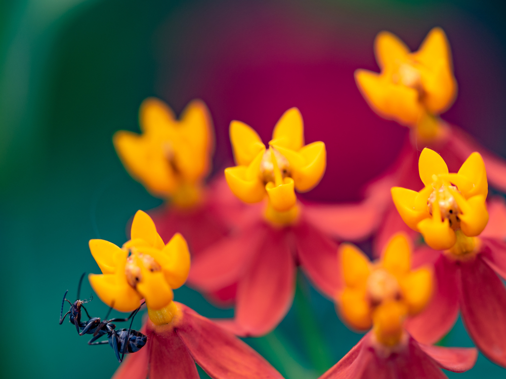 主役はアリさん