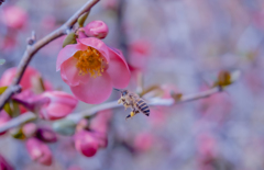 頑張れミツバチさん