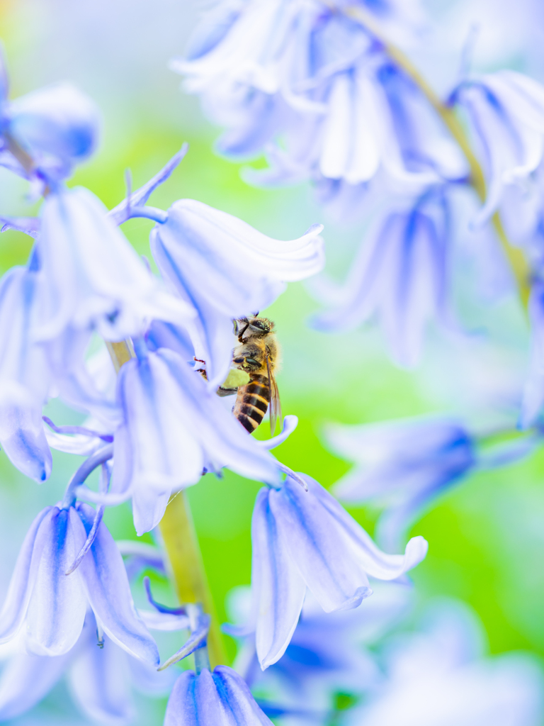 植物園行きたいな〜