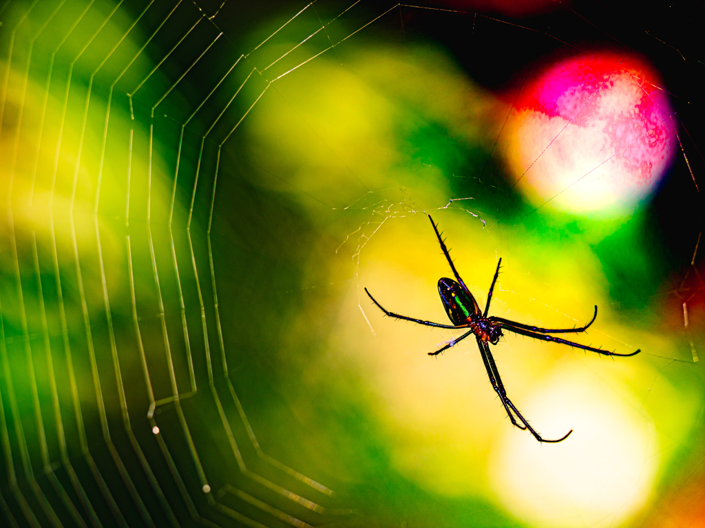 ROCK'N'ROLL　SPIDER