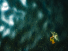 死んだ魚の目をした魚