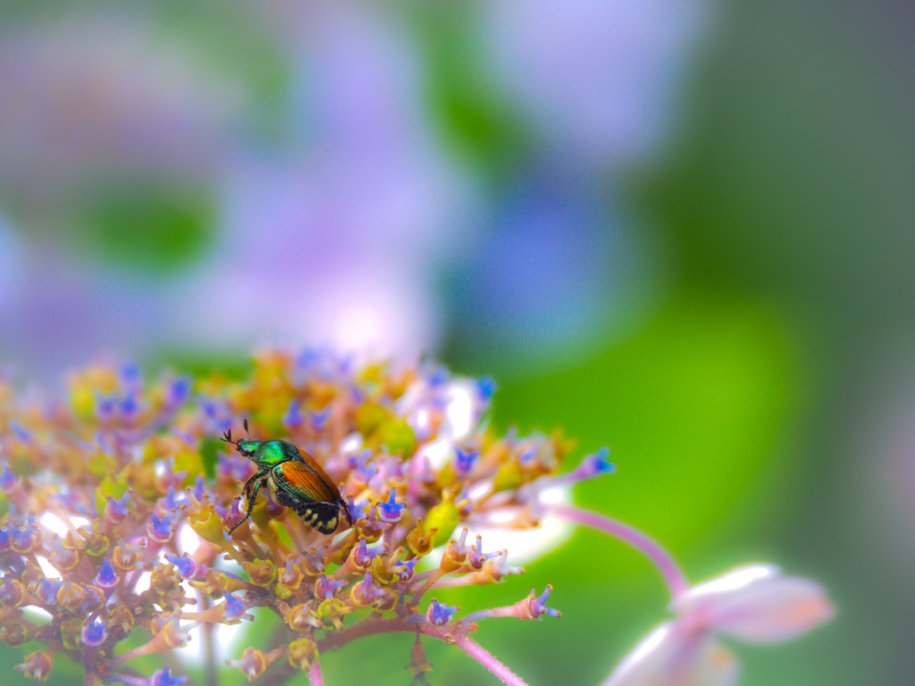 紫陽花にカナブン？