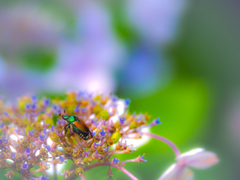 紫陽花にカナブン？