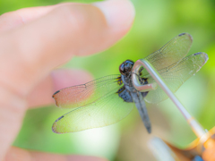 逃げないなら捕まえますよ