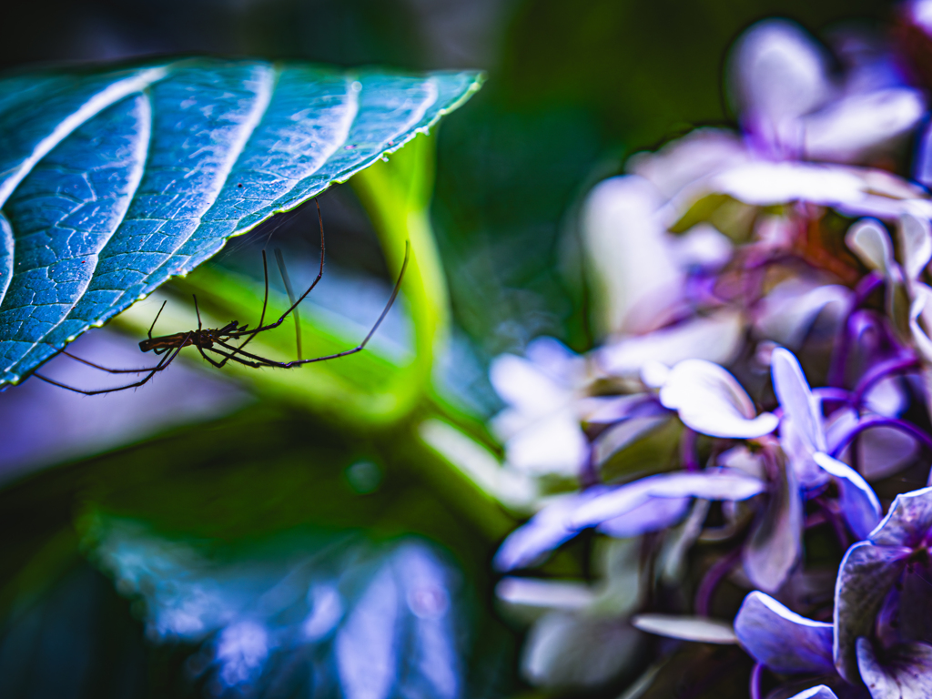 まだ咲いてた紫陽花　まだ居た蜘蛛