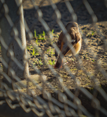 フェンス越しのジョビコ