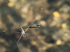 ニアミス小魚アメンボー