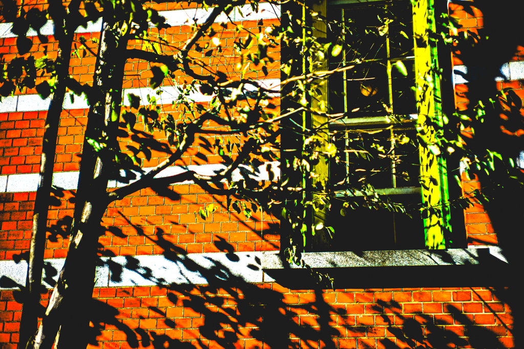 秋の斜陽に照らされる