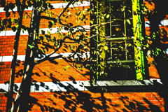 秋の斜陽に照らされる