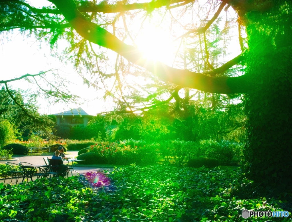 大きな木の下で