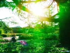 大きな木の下で