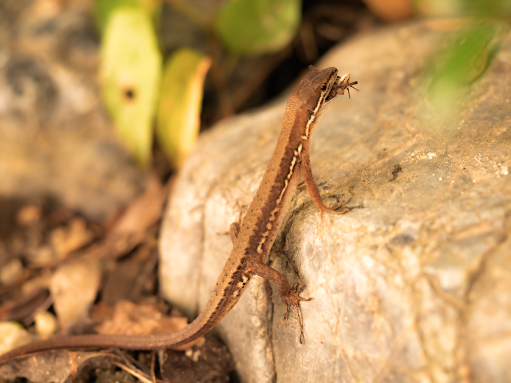 捕ったど〜〜〜！！