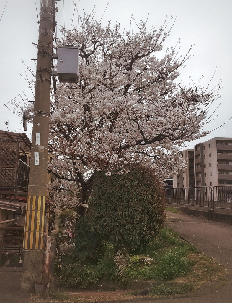 週3回通る道に咲く桜