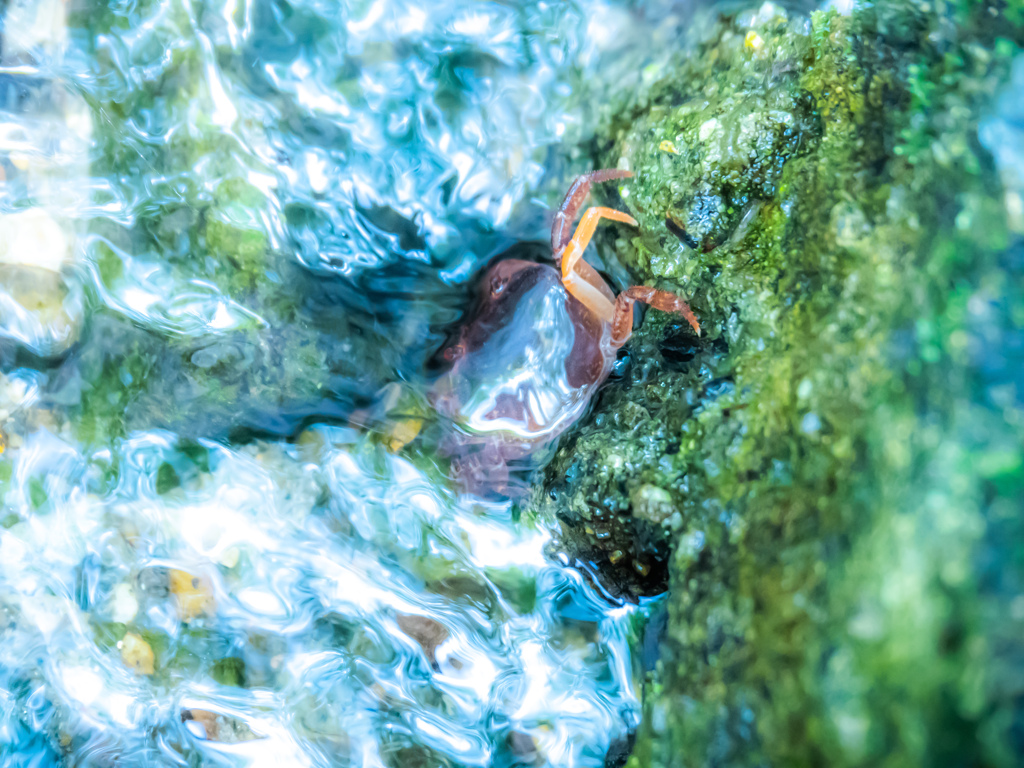 猛暑でも蟹さん涼しげ