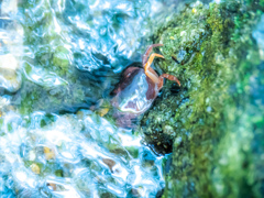 猛暑でも蟹さん涼しげ