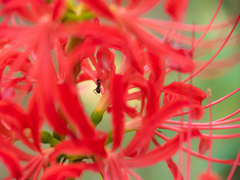 蟻も花の蜜が好き