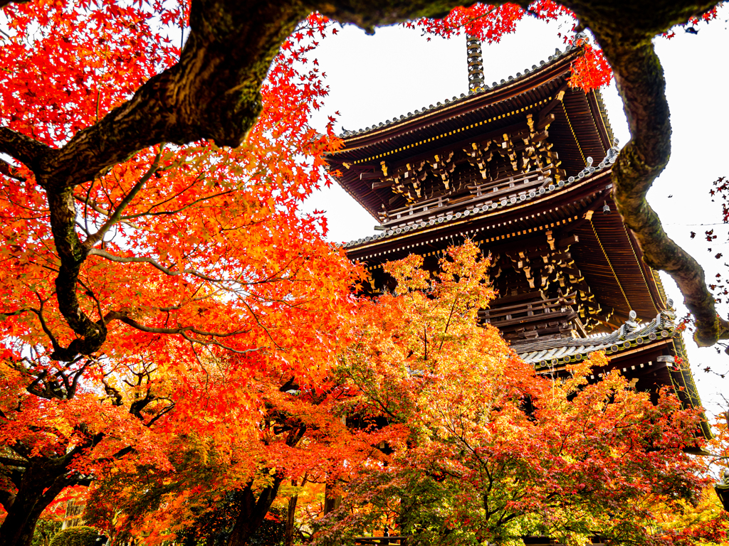 真如堂紅葉