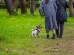 わんこのさんぽ