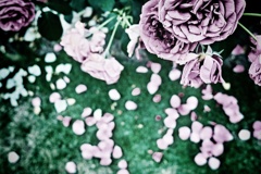 薔薇の花びら落ちていた