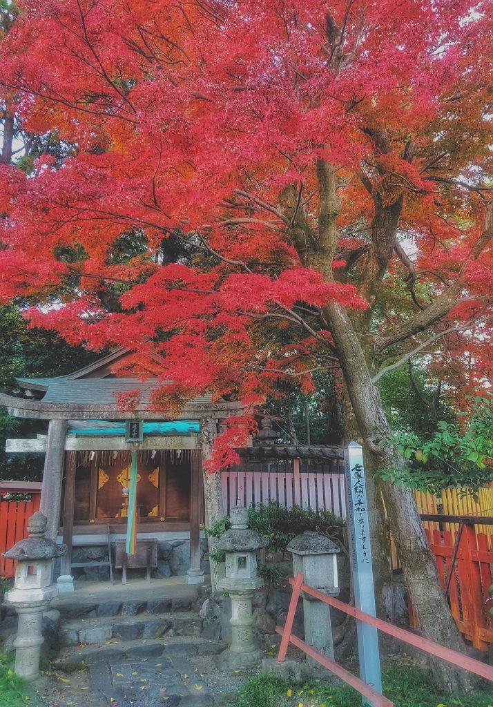 近所の神社の紅葉