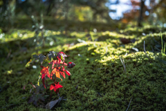 赤ちゃん紅葉もちゃんと赤い