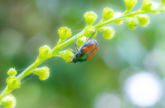 夏の暑さにも負けず