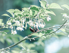 スズメバチ！！みたいな蜂