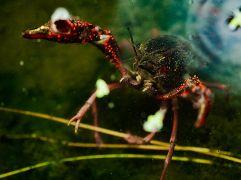 かかってこんか〜い