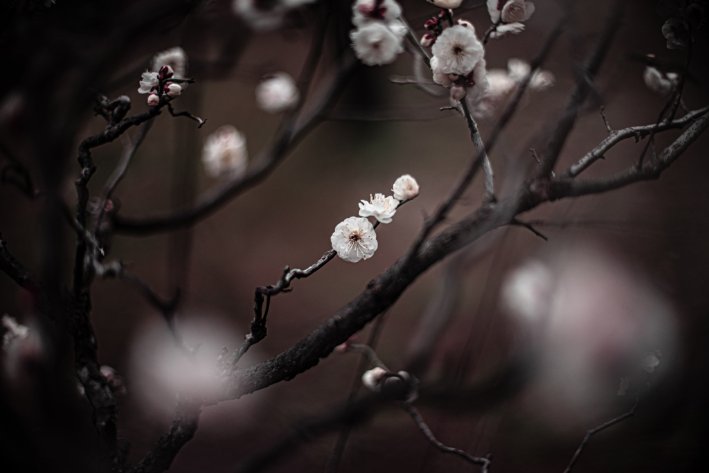 梅園着いて2分で曇った