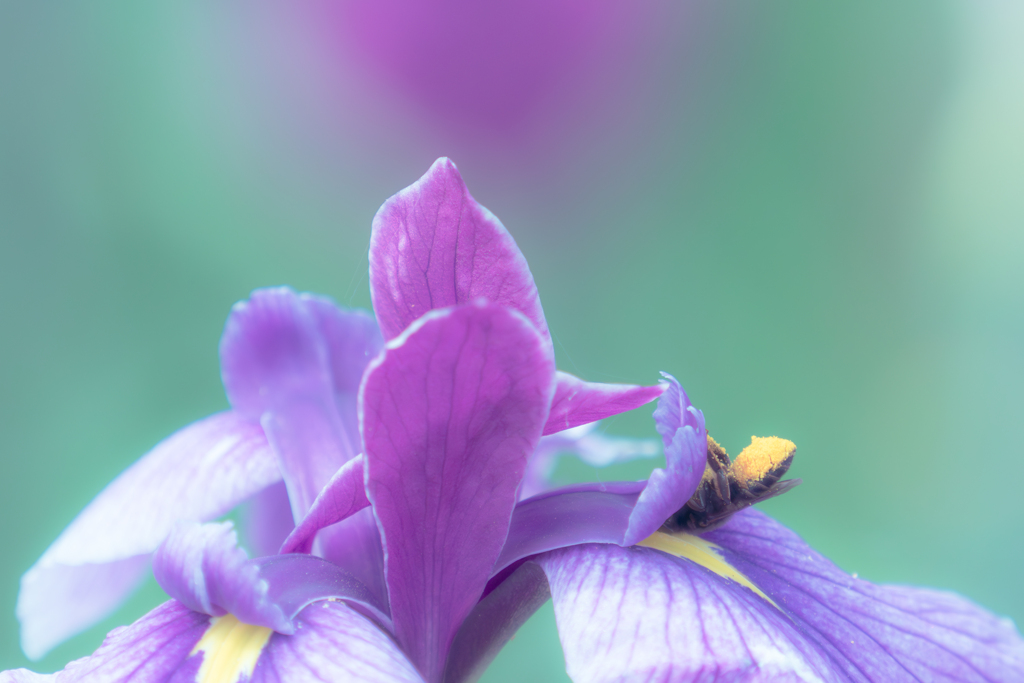 花菖蒲はこうやって吸いますのよ