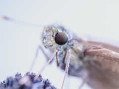 換算2倍のモフモフさん