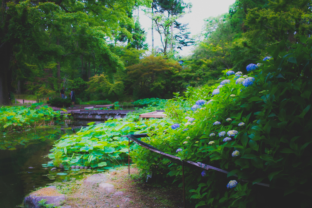 紫陽花咲く池