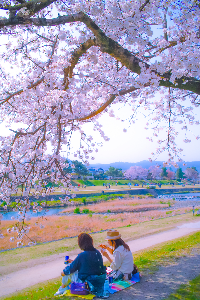 お花見女子会 By Sjr Id 写真共有サイト Photohito