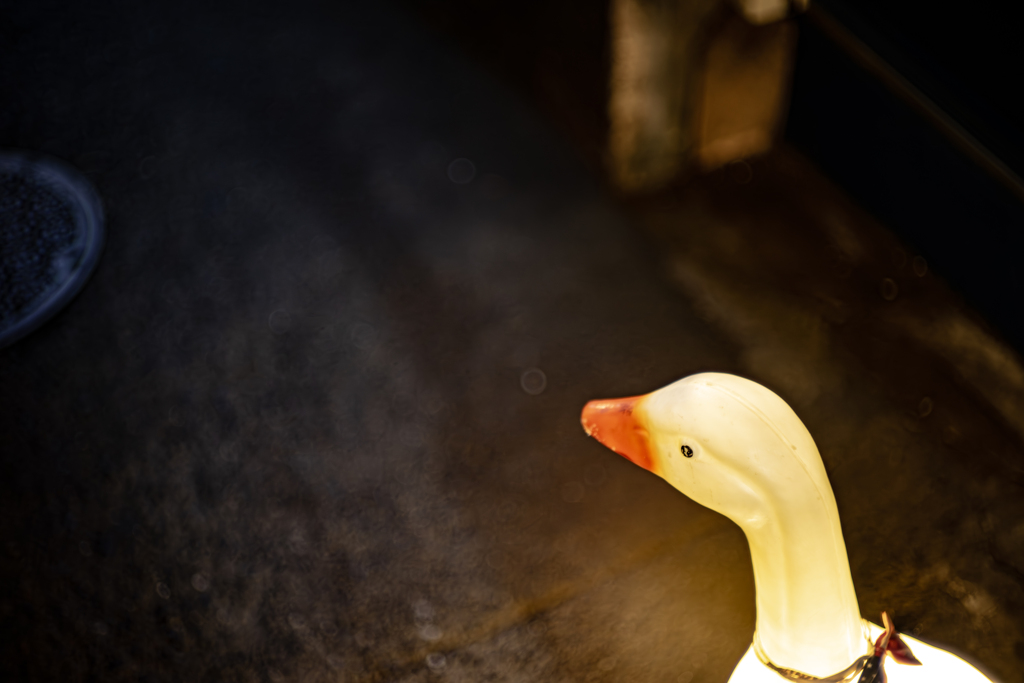 アヒルさんはNISAとかしてる？