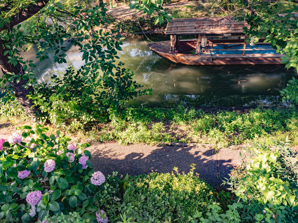 紫陽花と十石舟