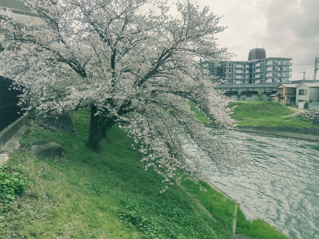 人が立ち入ら無い方が綺麗に咲くかもしれないね