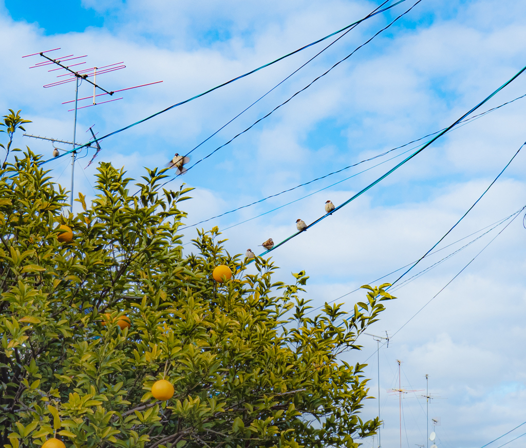 冬みかんさんと雀
