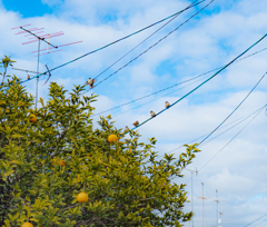 冬みかんさんと雀