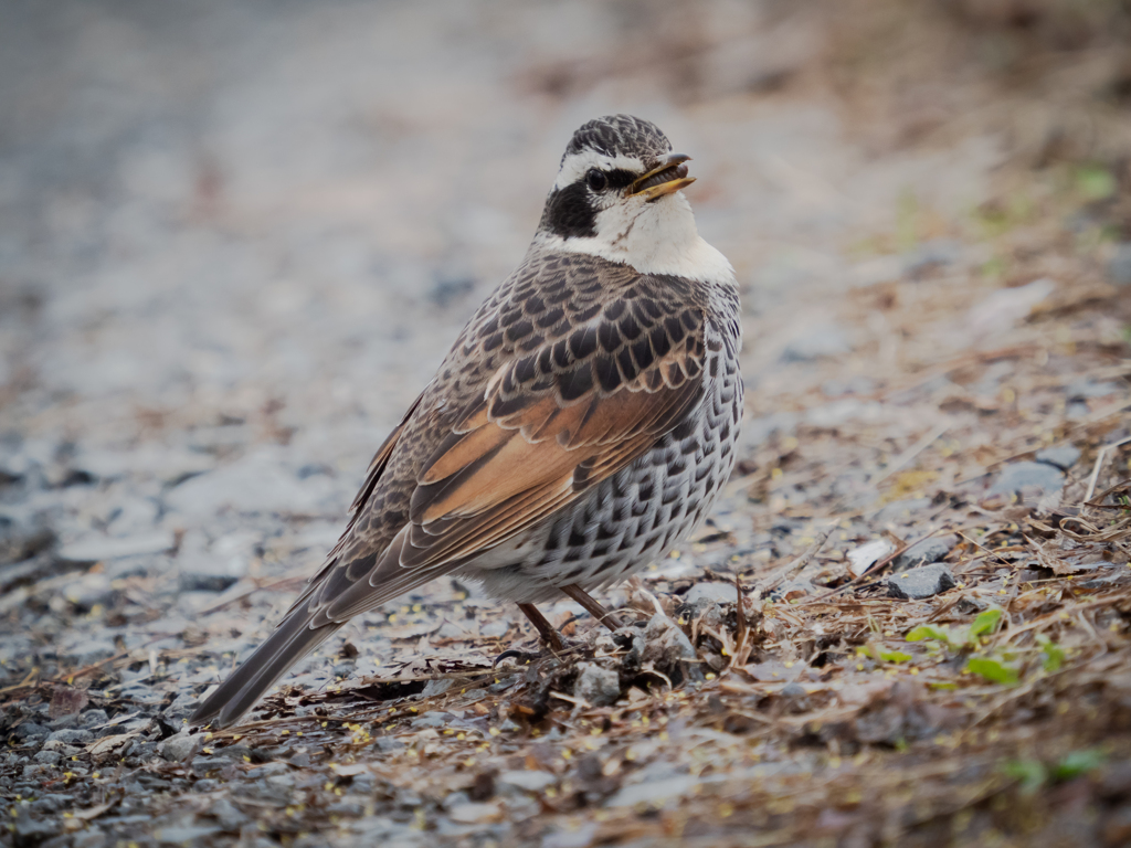 ねぇツグミンこっち向いて