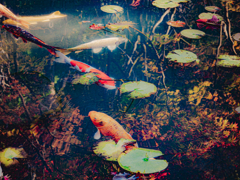 紅葉写る池の鯉