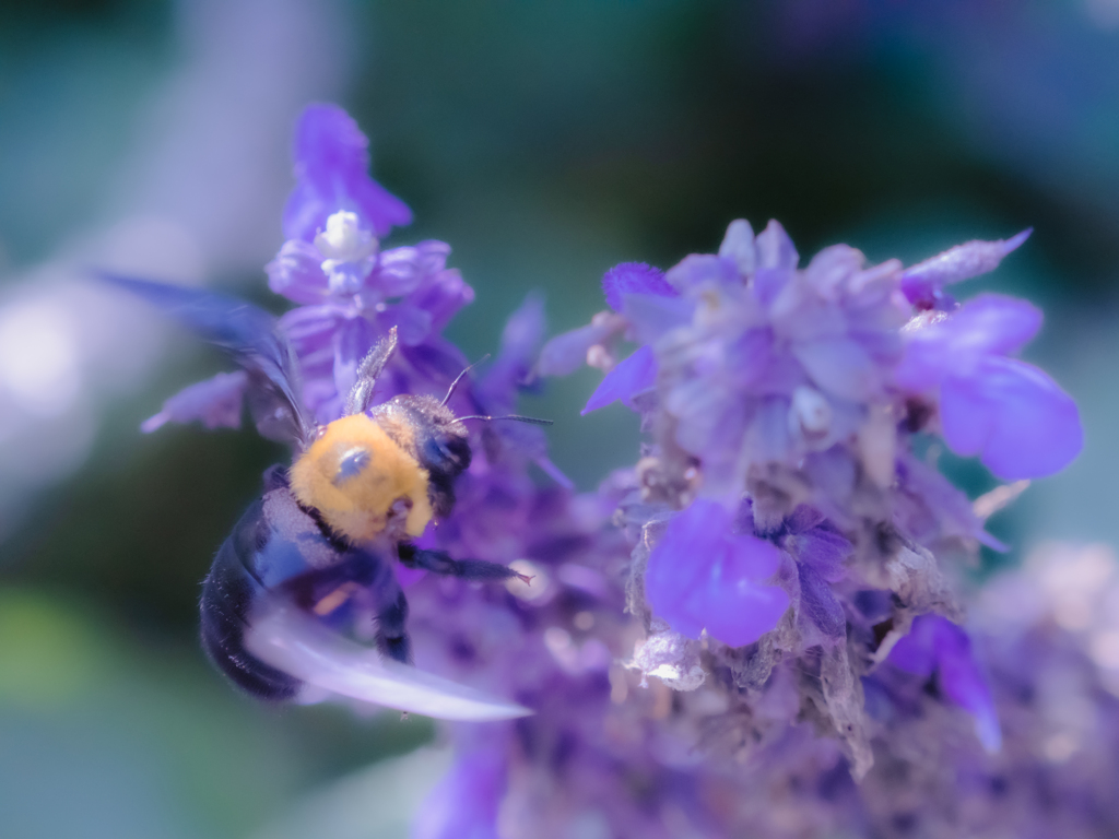 きいろいくまさんひさしぶり