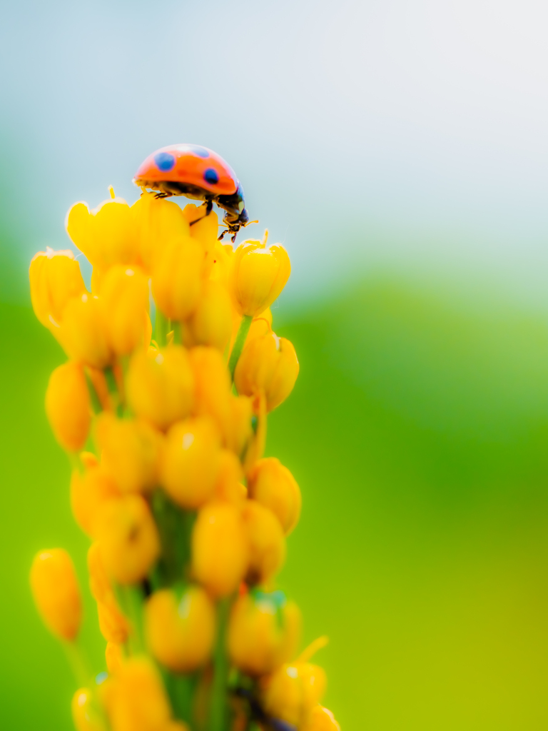 てっぺんついた〜