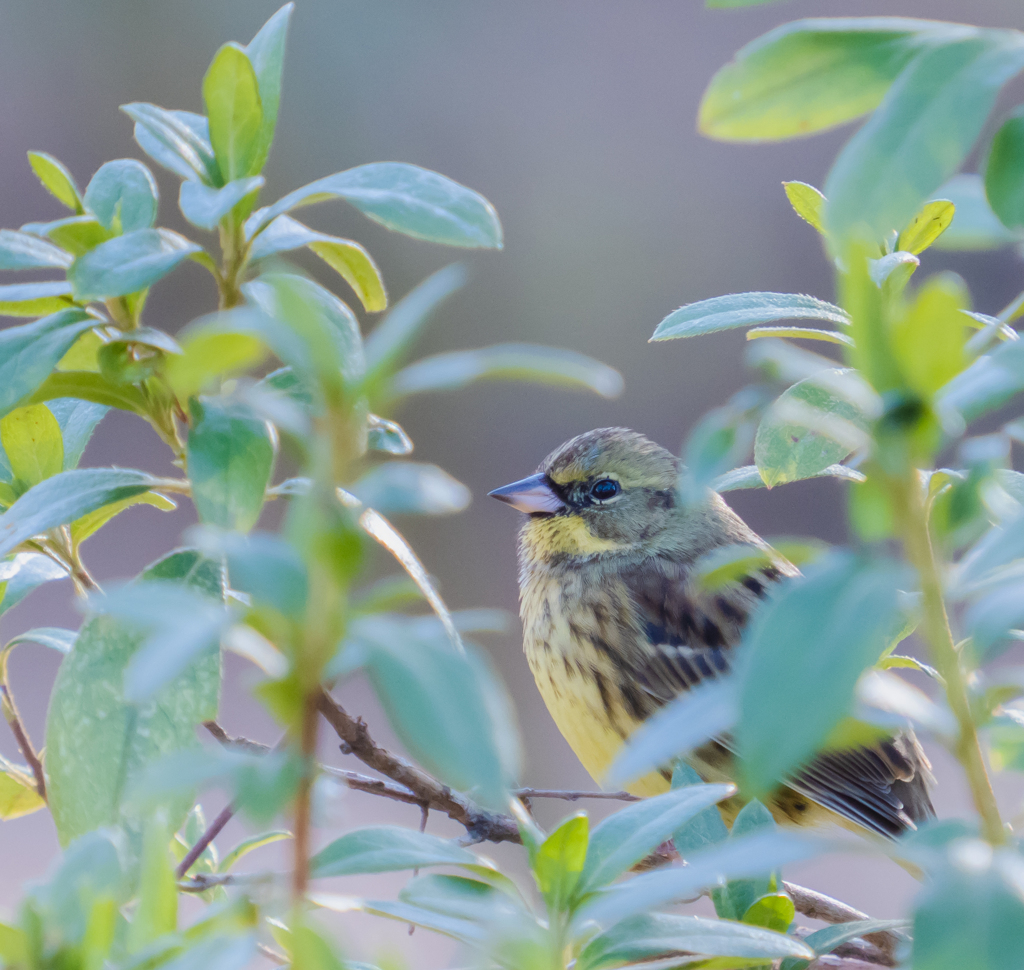 アオジさんにそ〜っと近づく