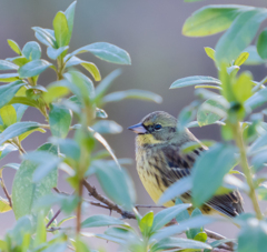 アオジさんにそ〜っと近づく