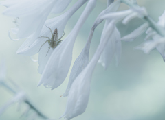 白い花に身を潜める